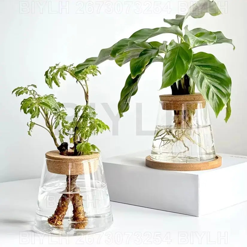 Clear glass hydroponic water planters with cork lids and wooden bases holding green leafy plants for home decor