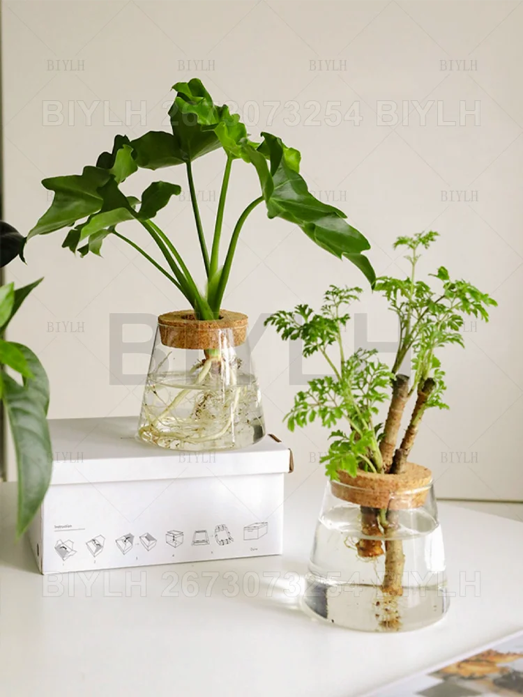 Clear glass hydroponic plant pots with cork lids holding green leafy plants for home decoration with base tray
