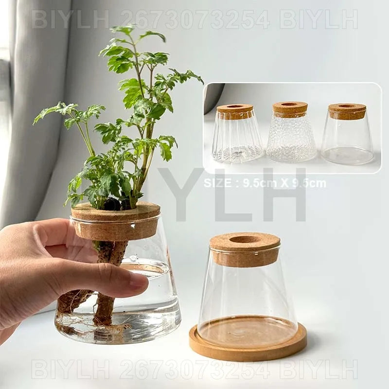 Clear glass hydroponic plant pot with cork lid and wooden base for indoor home decoration and garden use