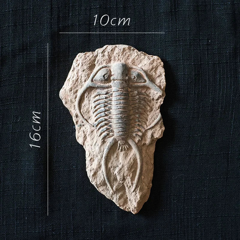DecorBites™ Fossil Series Art Refrigerator Stickers: Fish Bone Beetle Marine Insect Specimen