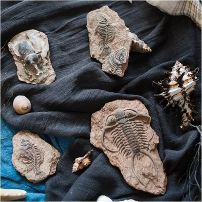 DecorBites™ Fossil Series Art Refrigerator Stickers: Fish Bone Beetle Marine Insect Specimen