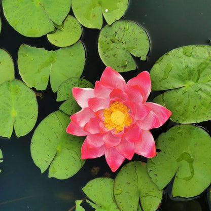 DecorBites™ Garden Water Floating Animal Statue Crafts for Outdoor Decor and Pond Decoration