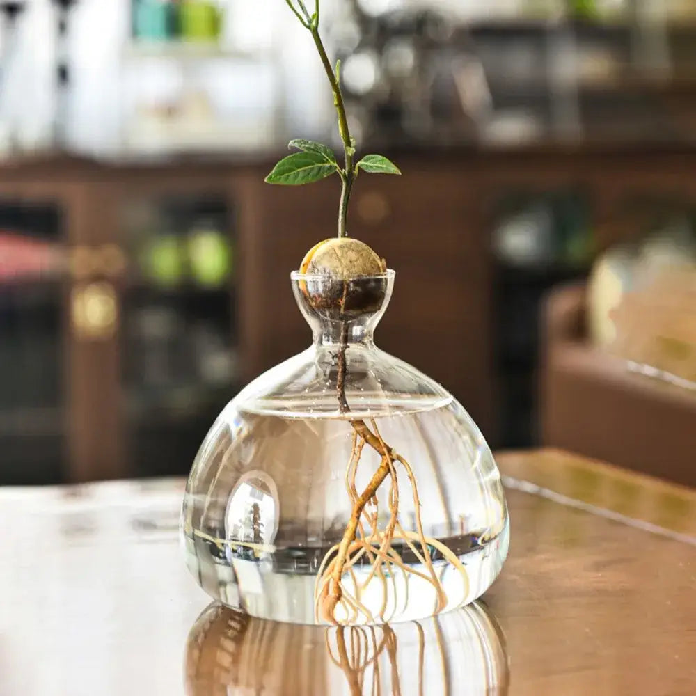 Clear glass hydroponic vase holding an avocado seed starter with young plant roots submerged in water