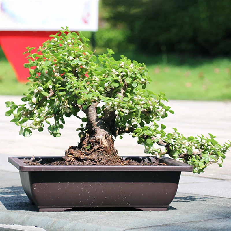 A dark brown rectangular ceramic plant pot flowerpots with a compact jade bonsai tree for outdoor garden use para plantas