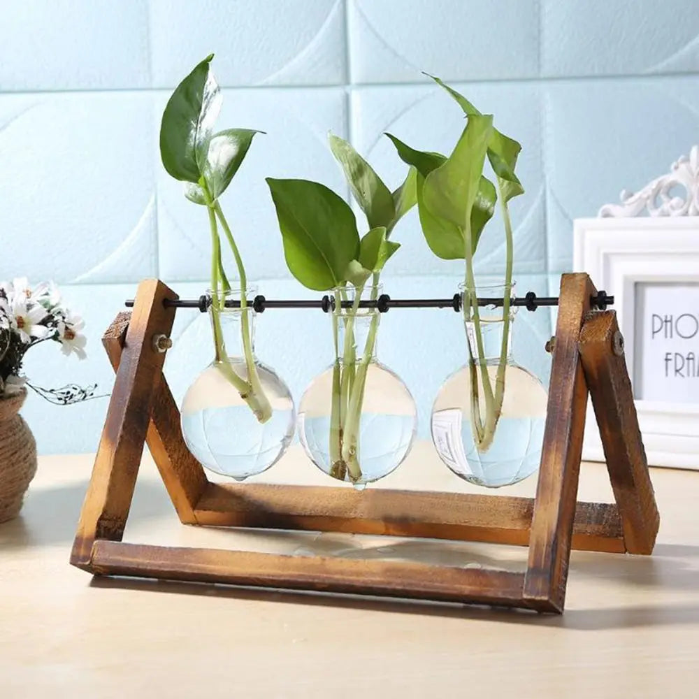 Wooden stand holding three clear glass spheres with green plants in water for hydroponic tabletop decoration