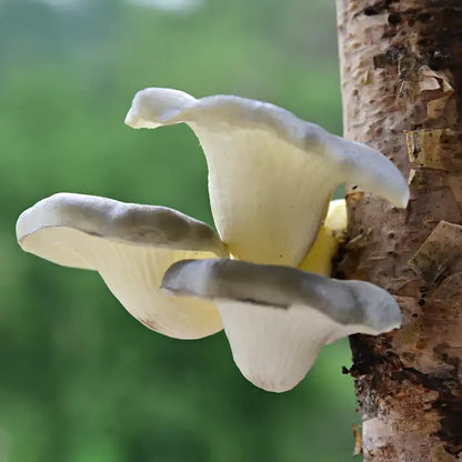 Pale fan-shaped artificial mushroom fungus with grayish edges clustered on a tree trunk for hanging tree decor