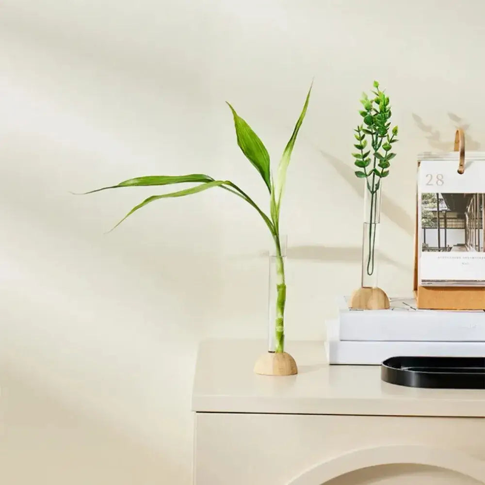 A slender green bamboo plant in a clear plastic test tube vase by decorbites on a round wooden base for home decor