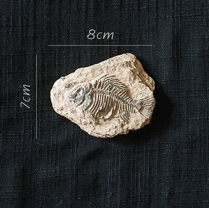 Beige fossil series art refrigerator sticker from decorbites fossil series featuring detailed fossilized fish skeleton design