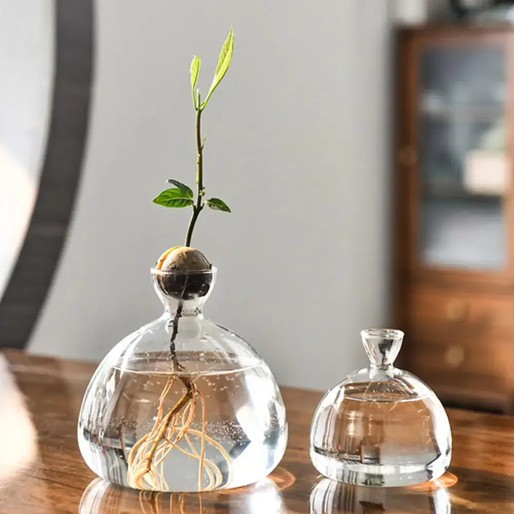 DecorBites™ clear glass avocado seed starter vase with rounded body and narrow neck holding sprouted avocado seed roots