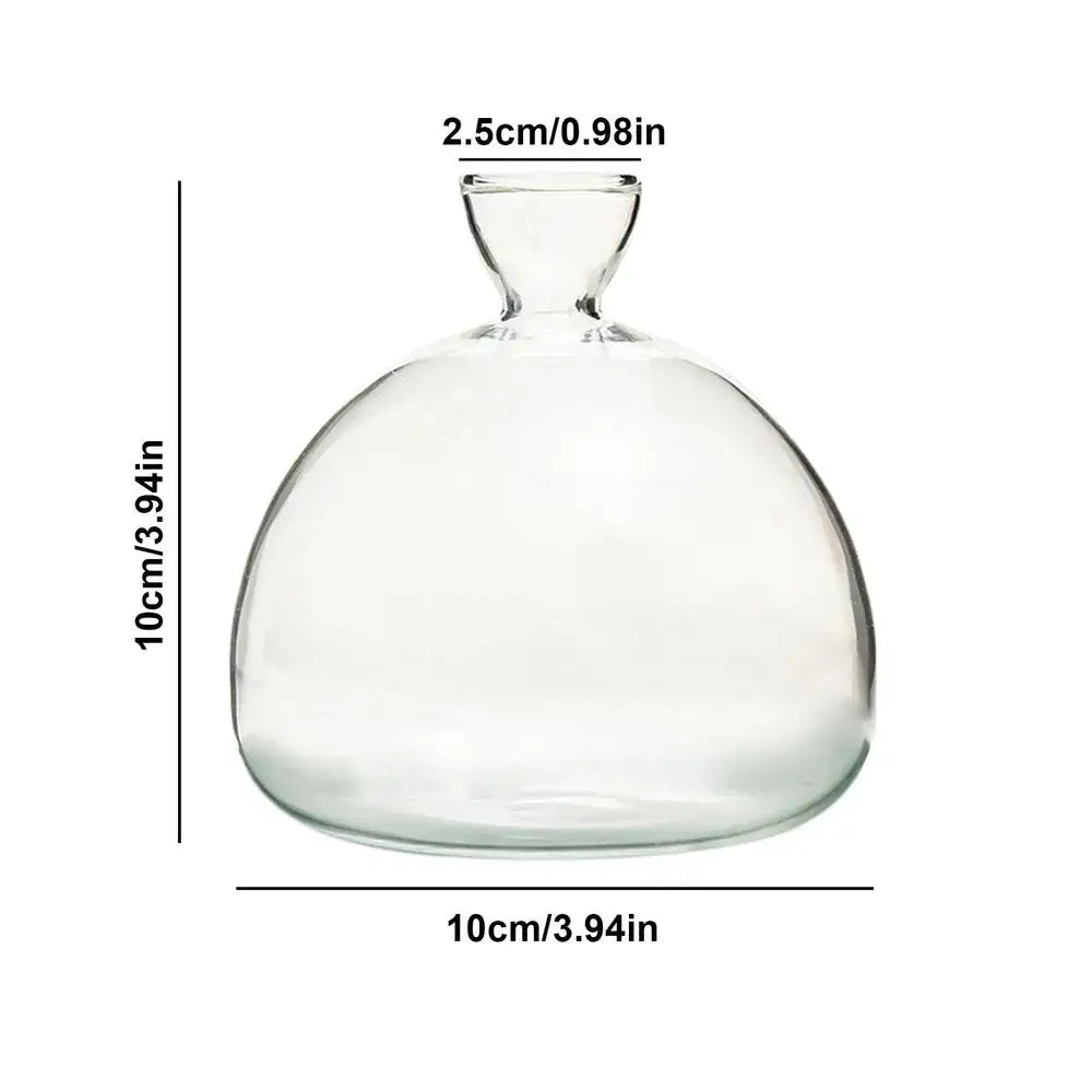 Decorbites glass avocado seed starter vase kit featuring a clear glass bulbous body with a narrow neck for avocado seed growth