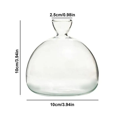 Decorbites glass avocado seed starter vase kit featuring a clear glass bulbous body with a narrow neck for avocado seed growth
