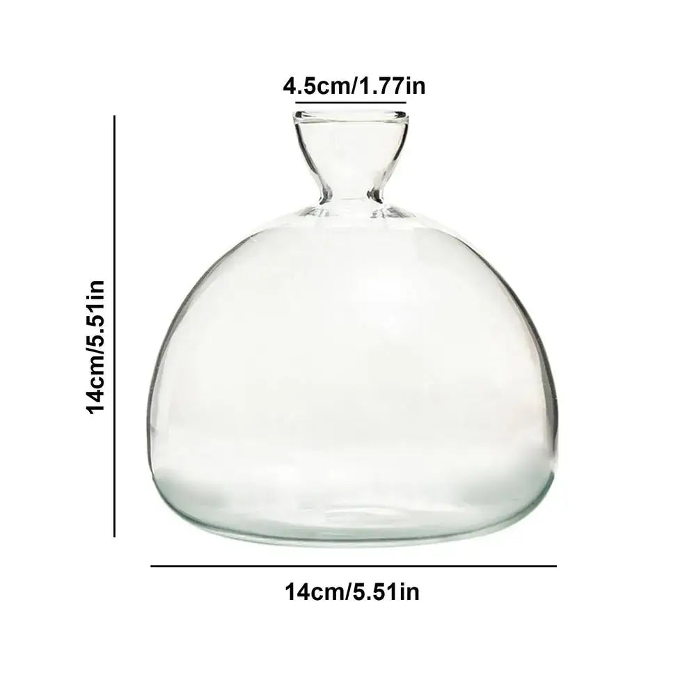 DecorBites glass avocado seed starter vase kit featuring a clear glass bulbous body and narrow neck seed starter vase