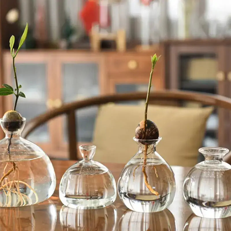 DecorBites™ glass avocado seed starter vase kit with three clear vases holding growing avocado seeds and sprouts
