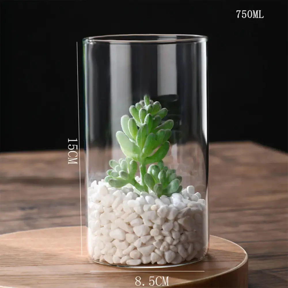 DecorBites glass planter vase with 750ml capacity containing white pebbles and a green succulent plant
