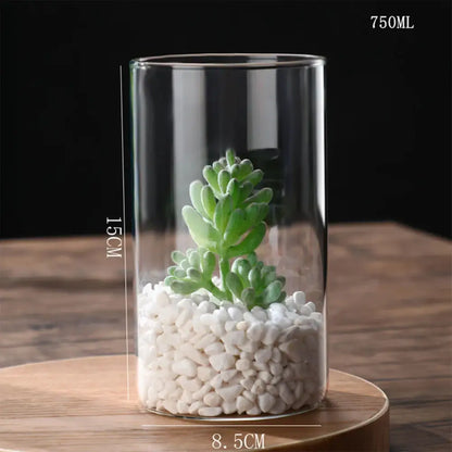 DecorBites glass planter vase with 750ml capacity containing white pebbles and a green succulent plant