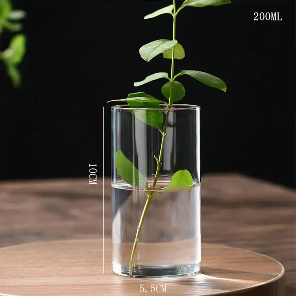 DecorBites glass planter vase with cylindrical shape holding water and a green plant stem for hydroponic display