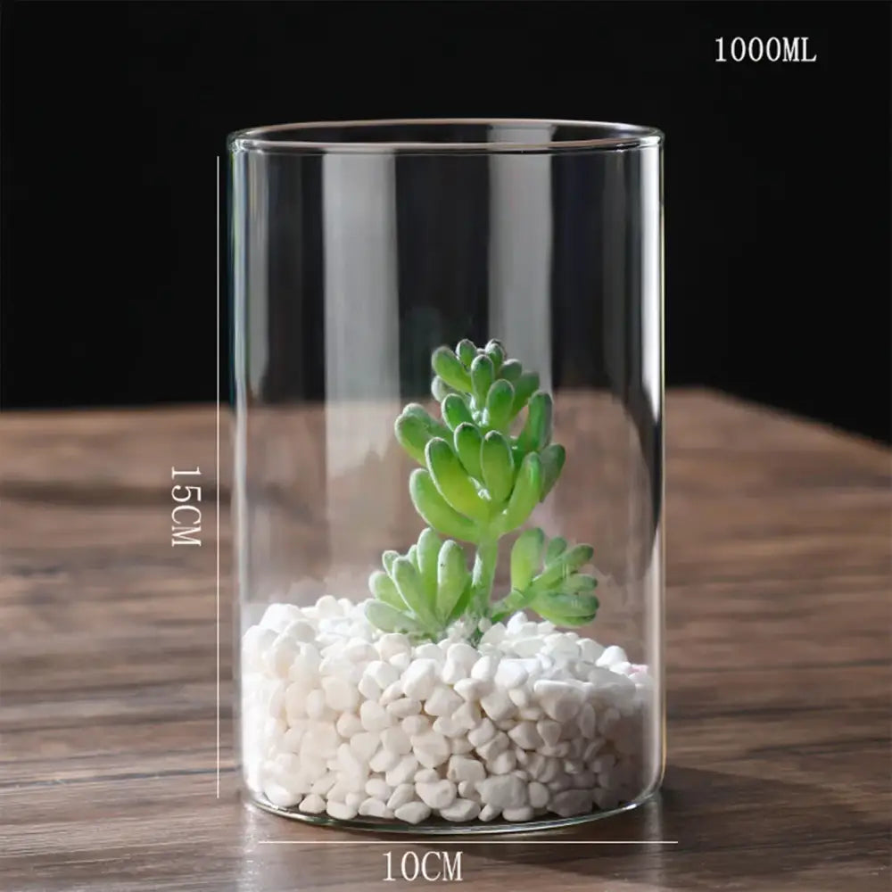 Decorbites™ glass hydroponic planter vase with a clear cylindrical glass vase holding a green succulent and white pebbles