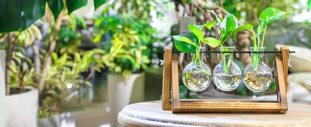 DecorBites glass planter propagation station with three clear test tubes and wooden rack holding green plants