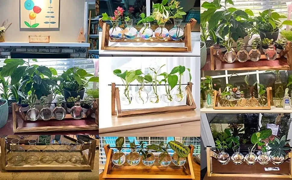 Decorbites glass planter propagation station with wooden tray holding clear spherical planters and green plants