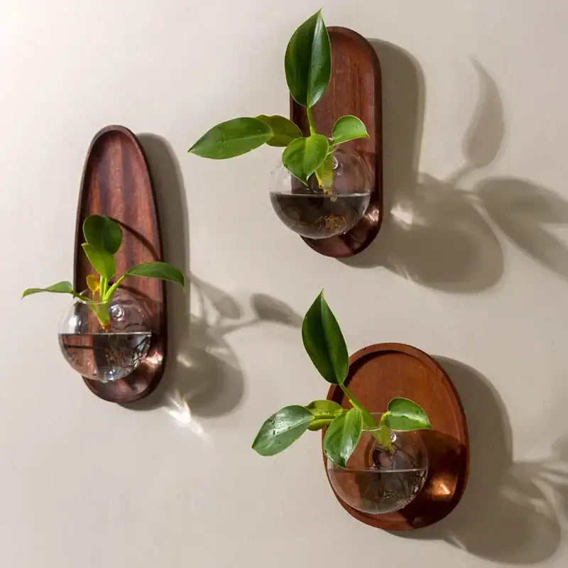 Three oval wooden decorbites glass vase flowerpots with clear glass spheres and green plants for wall decoration