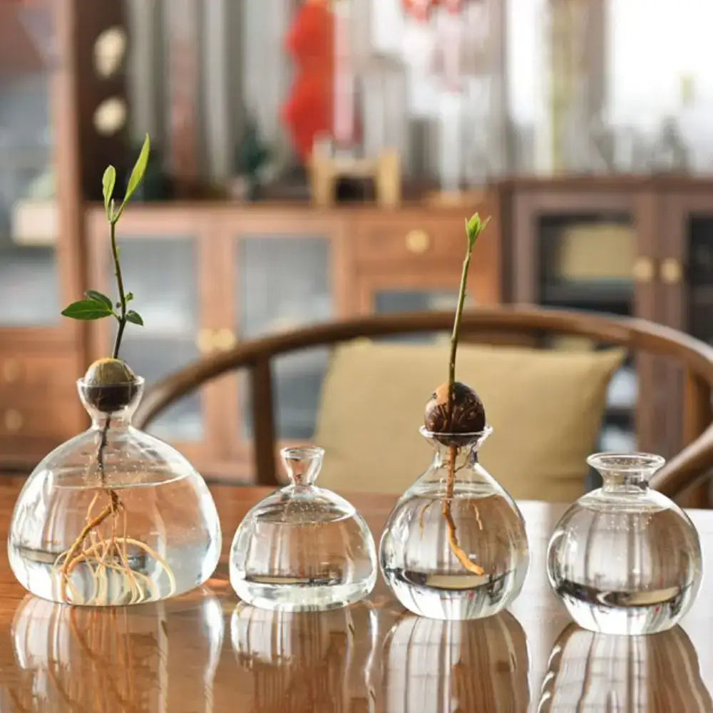 Clear glass hydroponic avocado starter vases with rounded bodies holding sprouting avocado plants in water for indoor growth