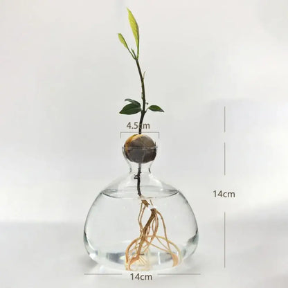 DecorBites hydroponic avocado starter kit with clear glass vase holding avocado seed sprout and roots submerged in water