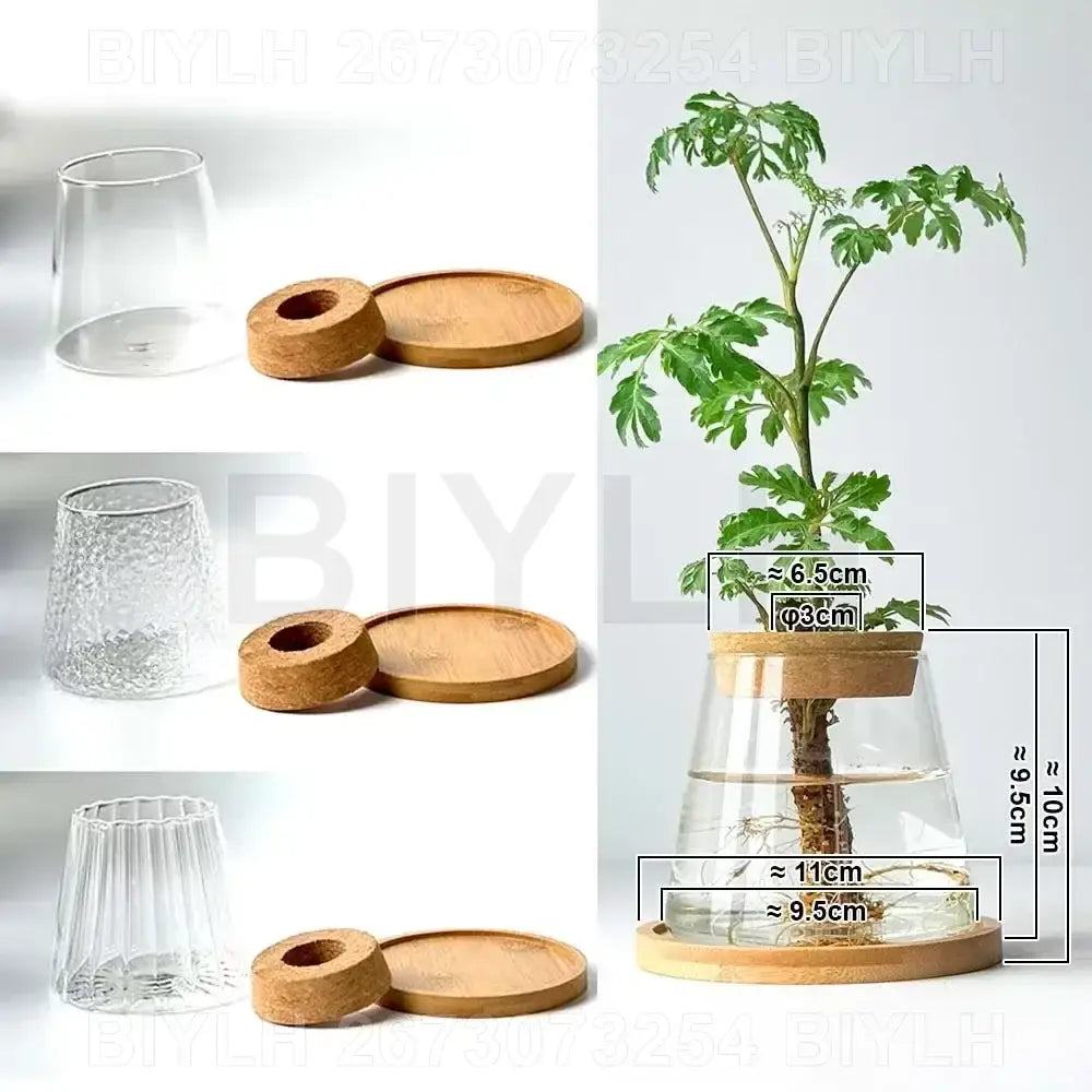 Clear glass flower pots with fluted design and natural cork lid from DecorBites™ hydroponic flower pots set