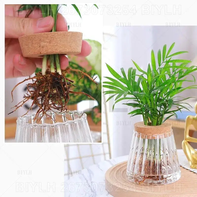 Decorbites™ set of 2 clear glass flower pots with vertical ridges and cork lids holding green foliage in water