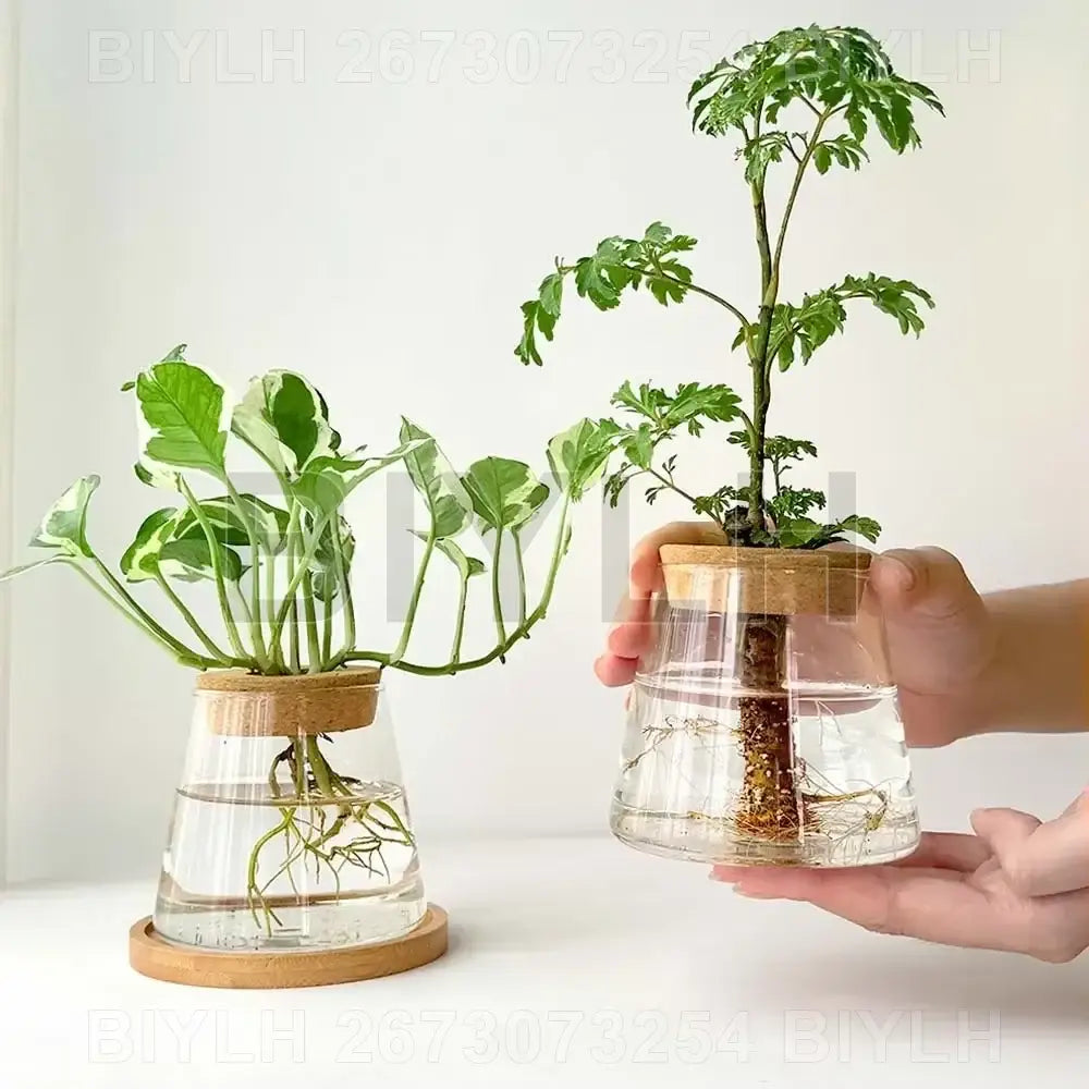 Decorbites hydroponic glass flower pots set of 2 clear glass flower pots with bamboo lids and wooden circular bases