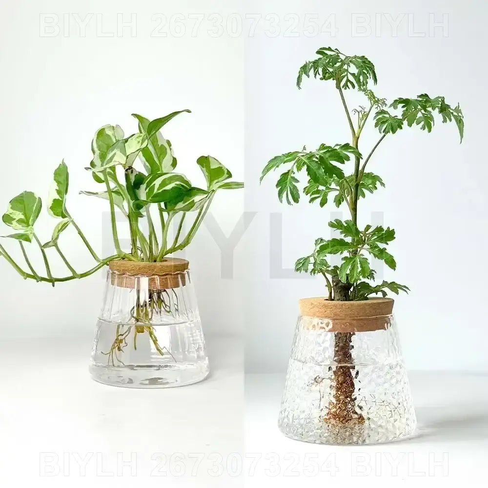 Decorbites hydroponic glass flower pots set of 2 with clear textured glass and cork lids holding green leafy plants