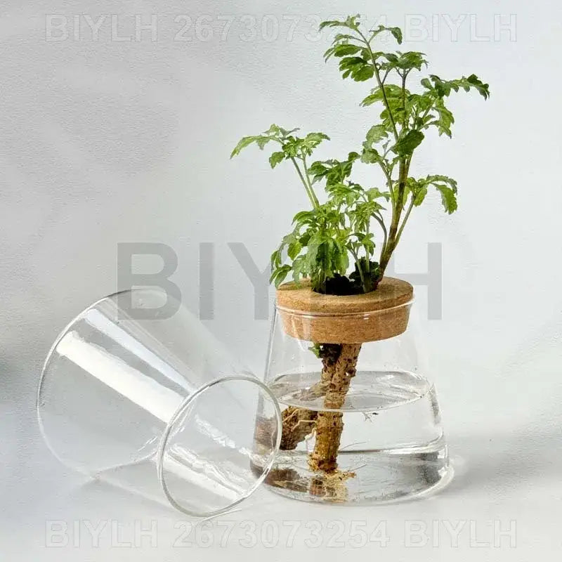 DecorBites™ hydroponic glass flower pots set of 2 with clear glass jar and cork lid holding a green leafy plant