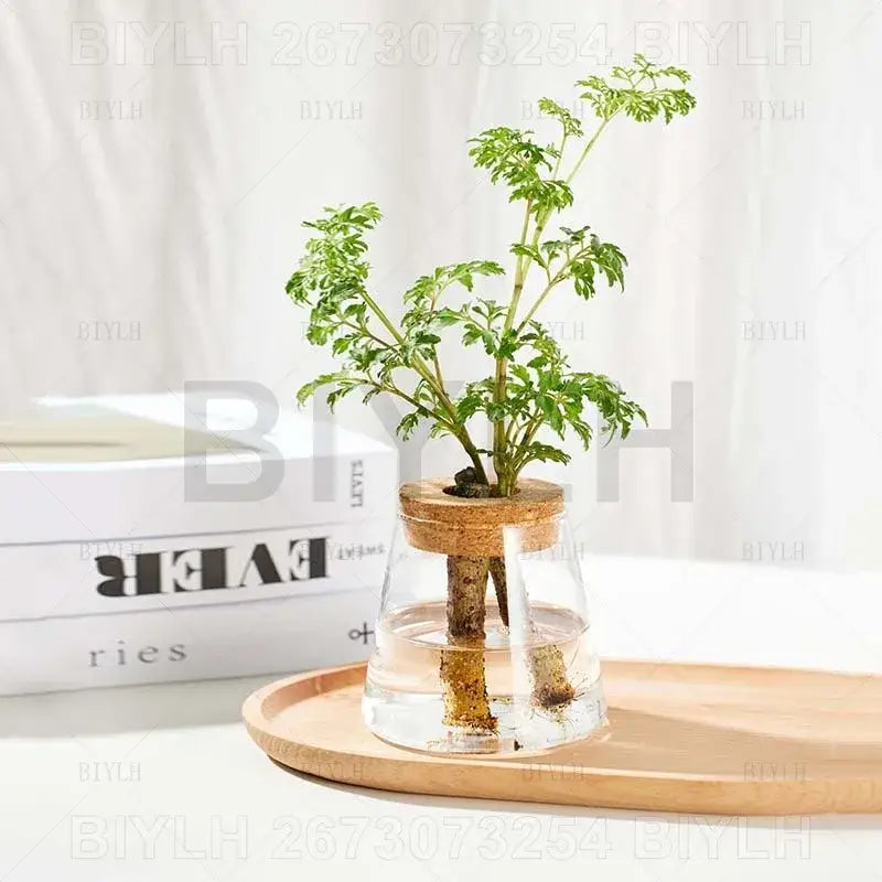 Decorbites™ hydroponic glass flower pots set of 2 with cork lids containing green leafy plants in clear glass pots