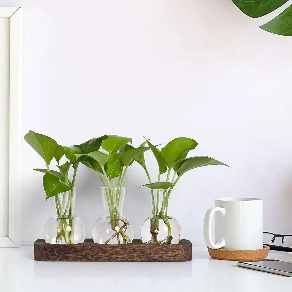 Three vibrant green pothos plants in clear hydroponics glass vases with white pebbles on a wooden tray decorbites