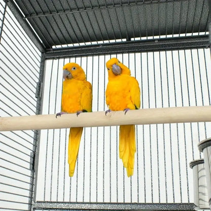 Two vibrant yellow parrots perch inside a decorbites large 61 inch non-toxic steel bird cage with black metal bars