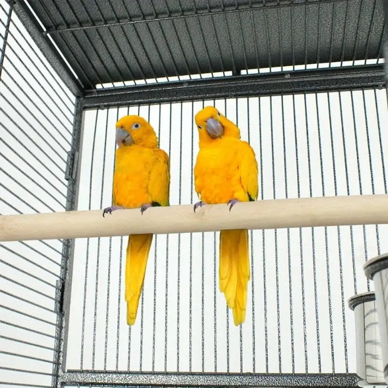 Two vibrant yellow parrots perch inside a decorbites large 61 inch non-toxic steel bird cage with black metal bars
