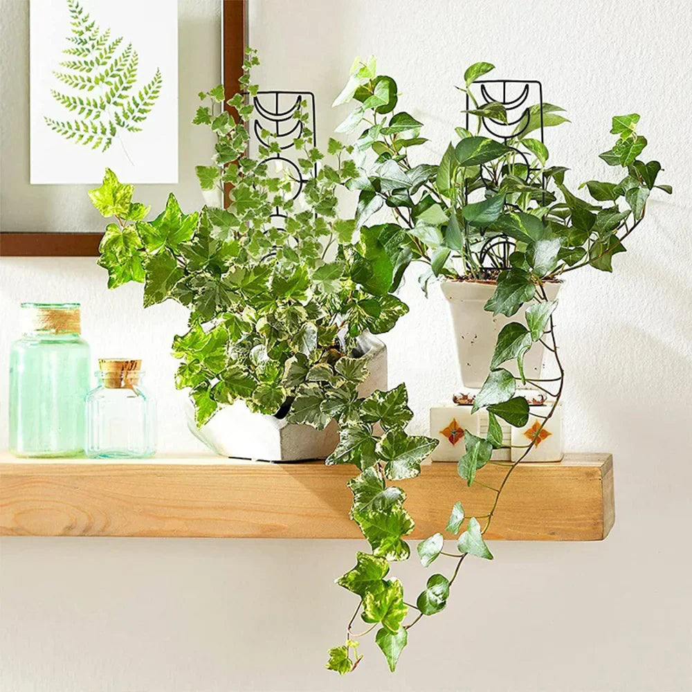A lush trailing ivy plant with variegated leaves on a green metal garden plant stand for indoor and outdoor growth