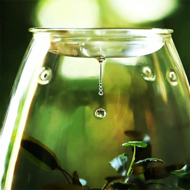 Decorbites™ mini glass terrarium with fresh green succulent and micro landscape glass softly lit by ambient light