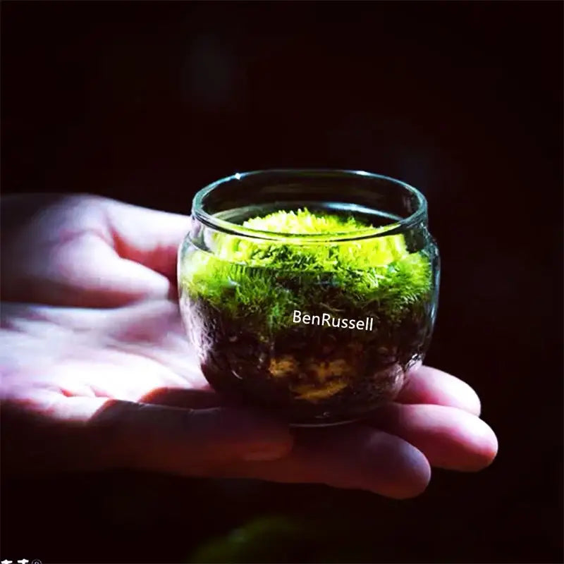 A clear glass vase terrarium holding vibrant green landscape moss and dark soil gently cradled in hand DecorBites™