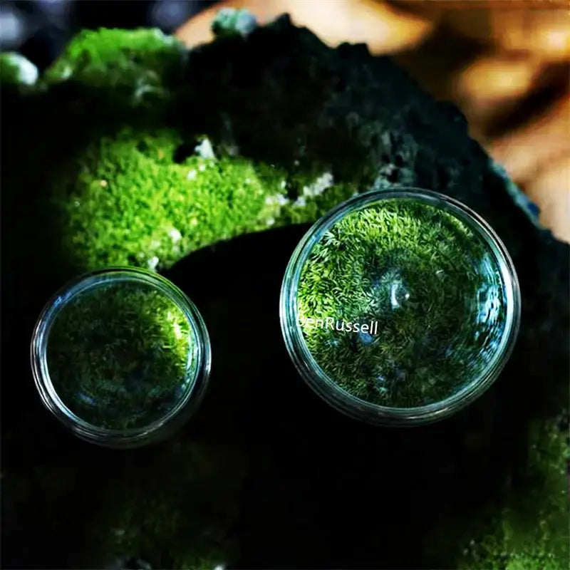 Decorbites™ mini moss glass vases featuring vibrant green landscape moss glass in clear glass jars on moss bed
