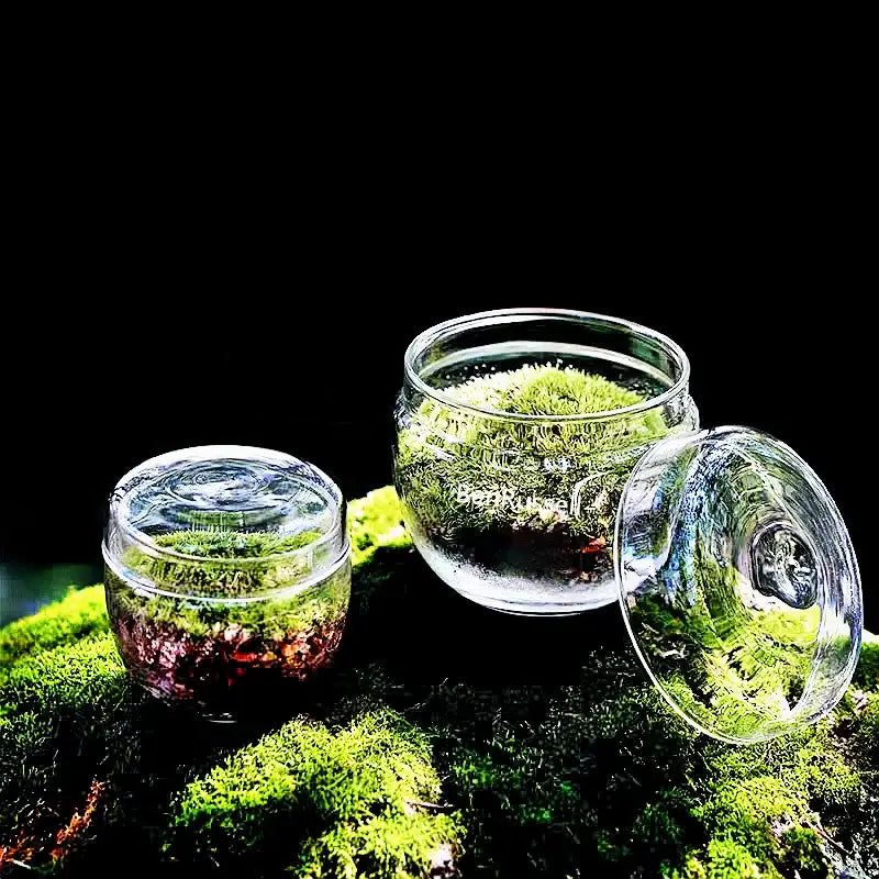 Two clear glass vase terrariums with vibrant green landscape moss layered over dark soil from decorbites mini moss glass collection