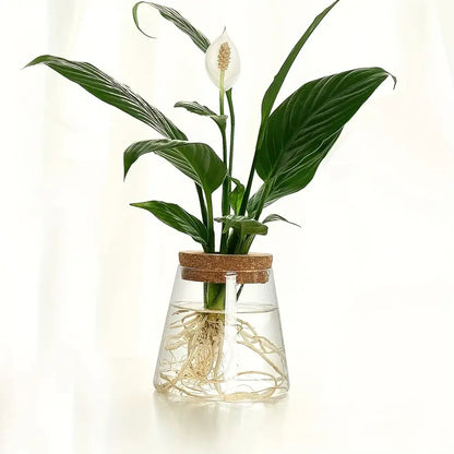 A white peace lily with glossy green leaves in a mini nordic glass hydroponic vase sealed with a cork lid