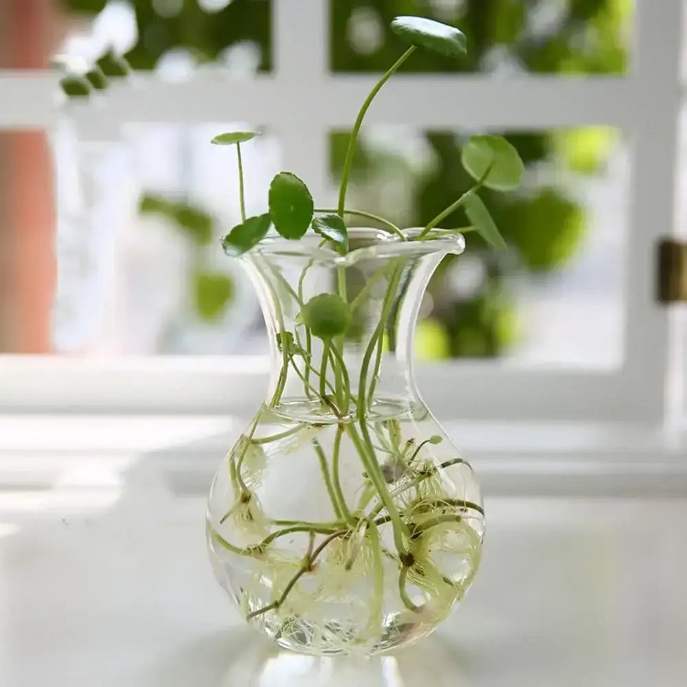 Decorbites™ modern clear glass vase terrarium with rounded body and flared neck holding green plants and water