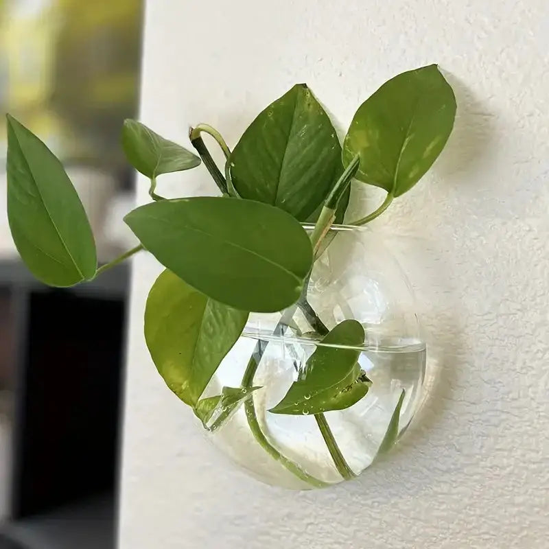Clear spherical modern hanging glass vase wall-mounted holding green leafy plant for home decor by DecorBites™