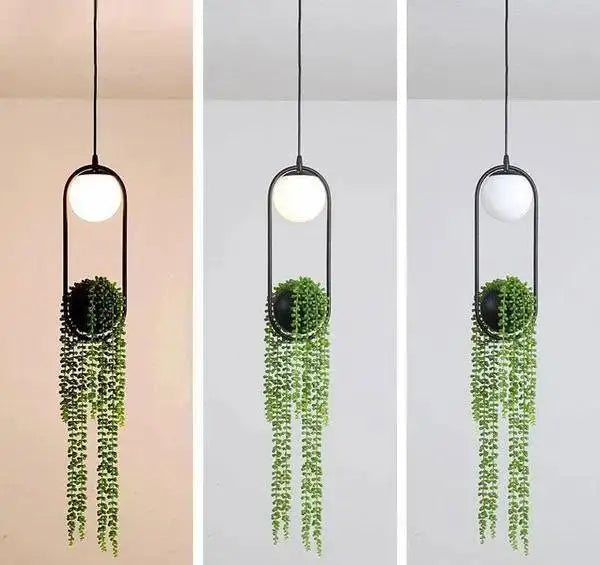 Black metal modern planter pendant light with spherical bulb and cascading green string of pearls plant by decorbites