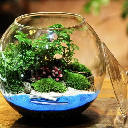 Decorbites™ moss ball glass vase is a clear glass spherical vase with green moss and red succulents on blue base