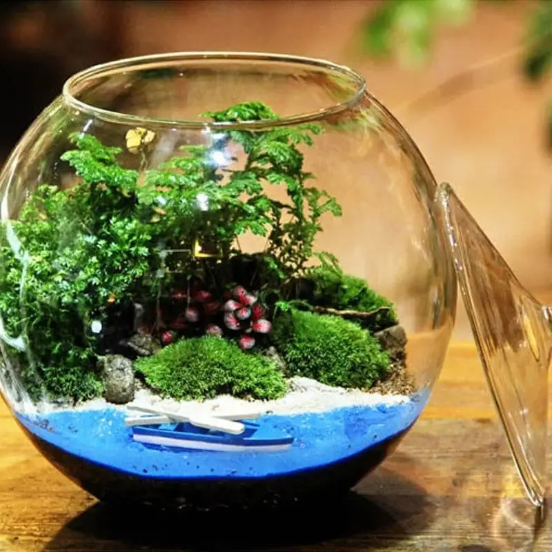 Decorbites™ moss ball glass vase is a clear glass spherical vase with green moss and red succulents on blue base