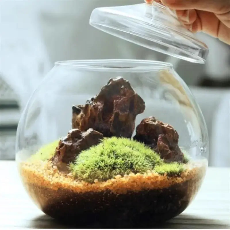 A clear glass vase with layered soil moss and rocks featuring decorbites moss ball glass for desktop decor