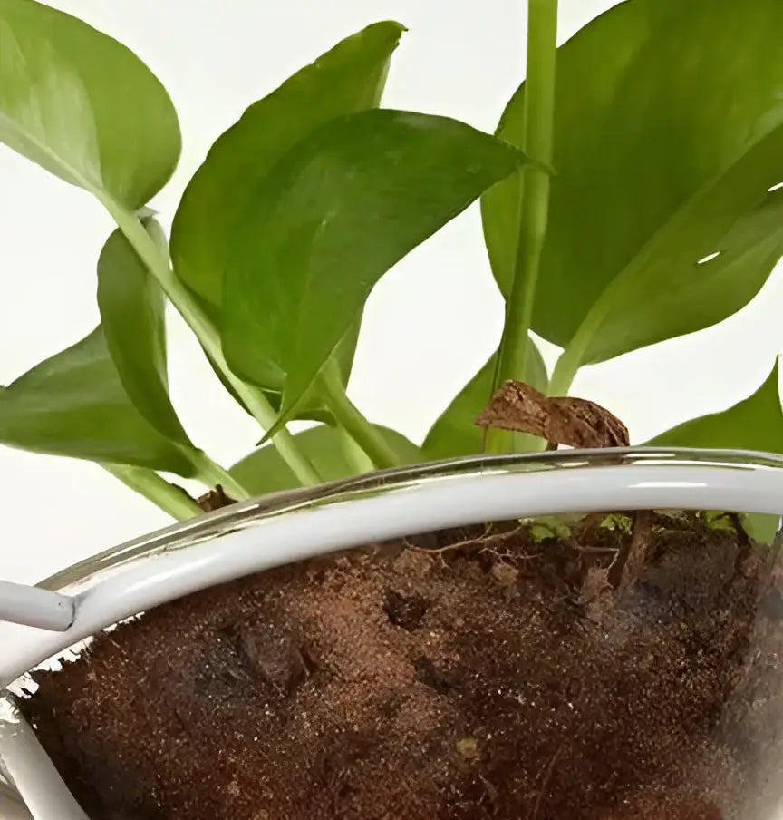 A small brown lizard on a white curved rim decorbites™ pendant planter light surrounded by green leaves and soil