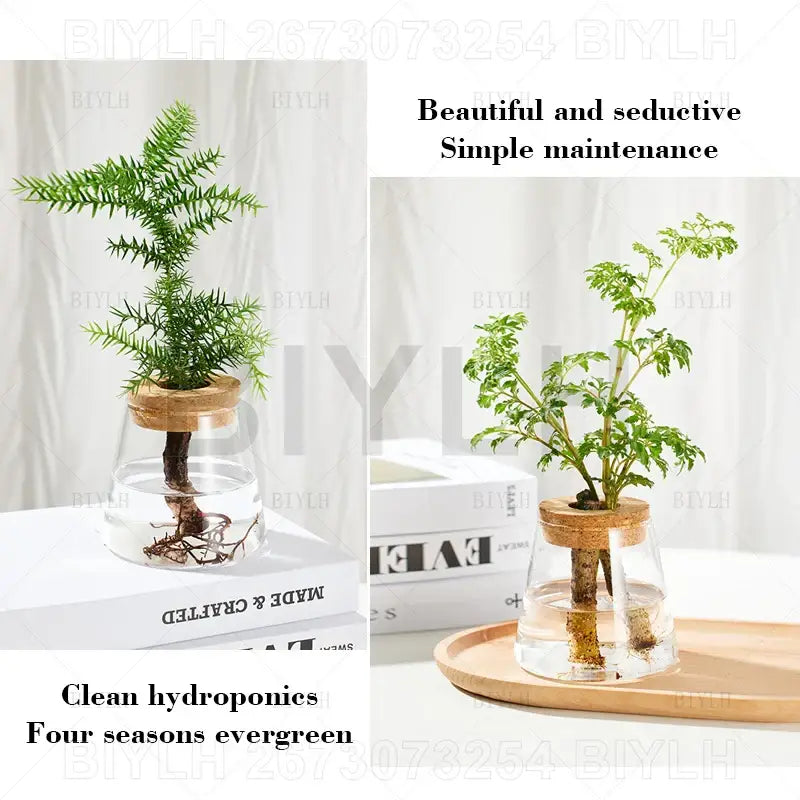 Decorbites™ small transparent glass vase featuring clear glass hydroponic planters with cork lids for home decor