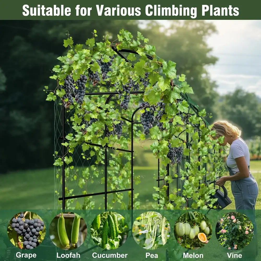 Black metal arched garden plant trellis with mesh panels supporting green vines and dark purple grapes by DecorBites™